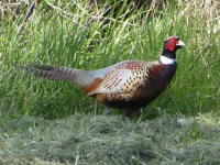 Pleasant and colorful Chinese visitor
