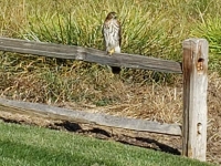 Visitor focused like a hawk on lunch.