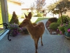 Front yard Deer