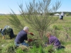 Volunteer weed-pulling party in the Greenbelt