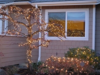 Christmas lights 2020 tree and window