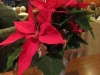 Holiday poinsettia at Seven Cedars Casino dinner venue