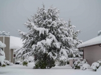 Beautiful tree with natural winter flocking