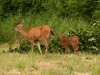 Deer near Sunland