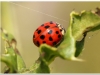 Sunland Lady Bug