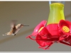 Hummingbird